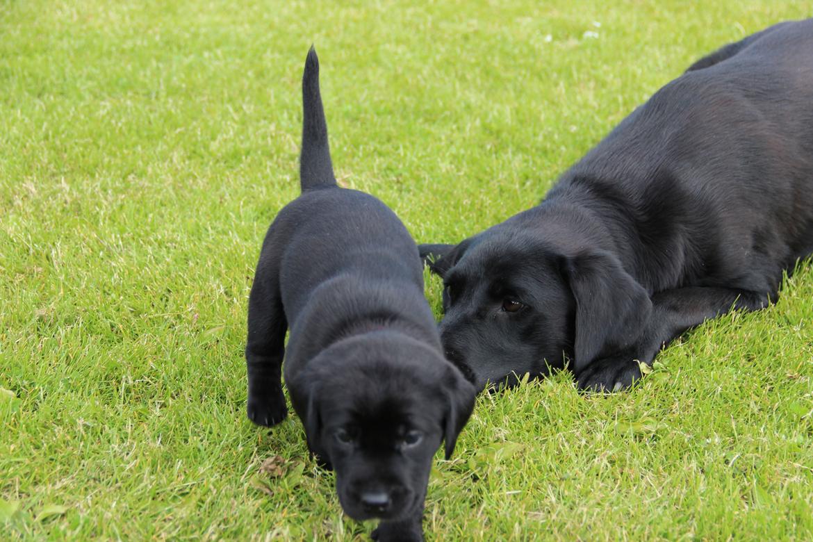 Labrador retriever Høstemark Pixie (Trine) - og så går du bare...jeg giver op :-) billede 7