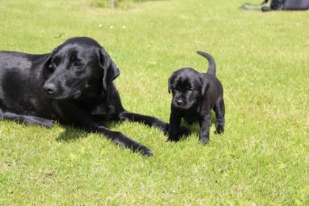 Labrador retriever Høstemark Pixie (Trine) - hvad ser vi på mor? billede 8