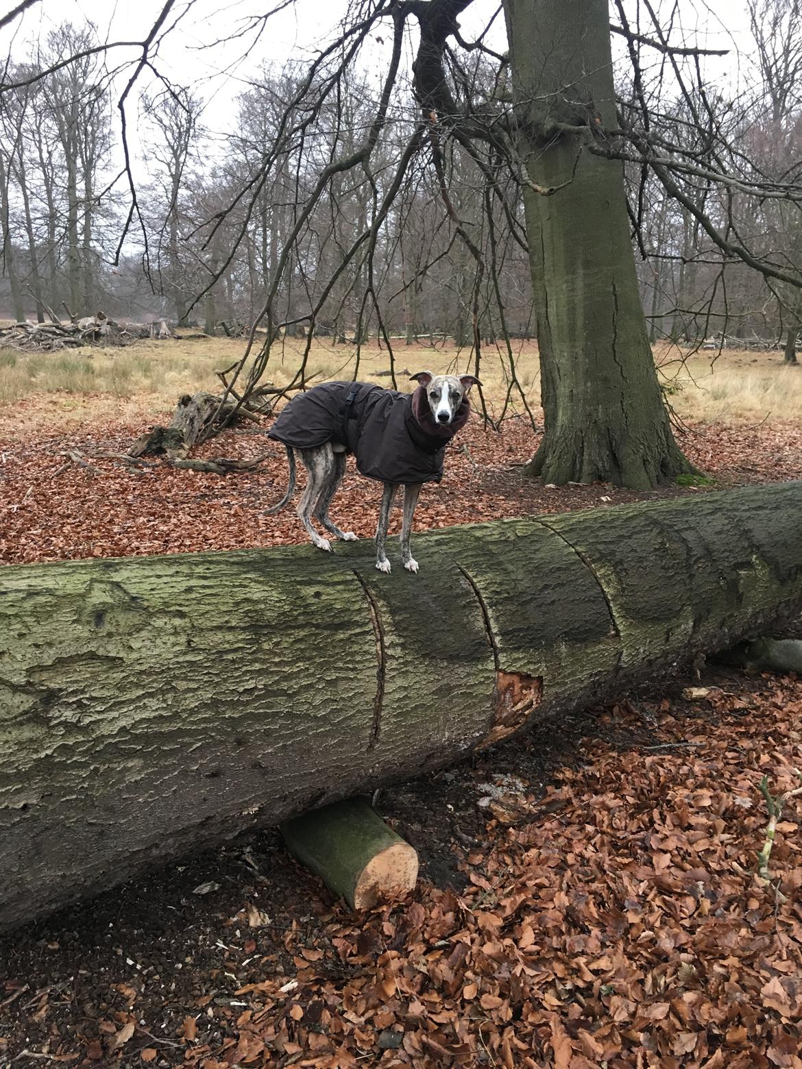 Whippet Peregrinus' Amazing Aston Martin billede 8