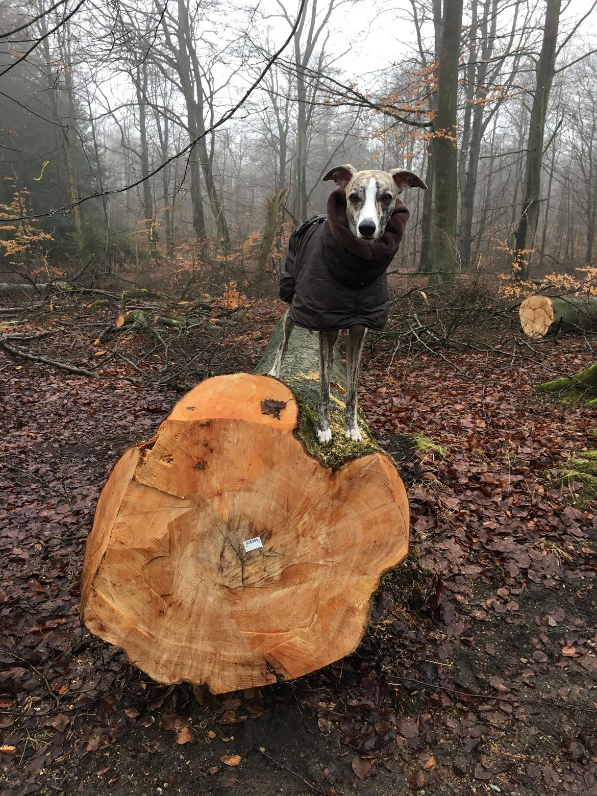 Whippet Peregrinus' Amazing Aston Martin billede 10
