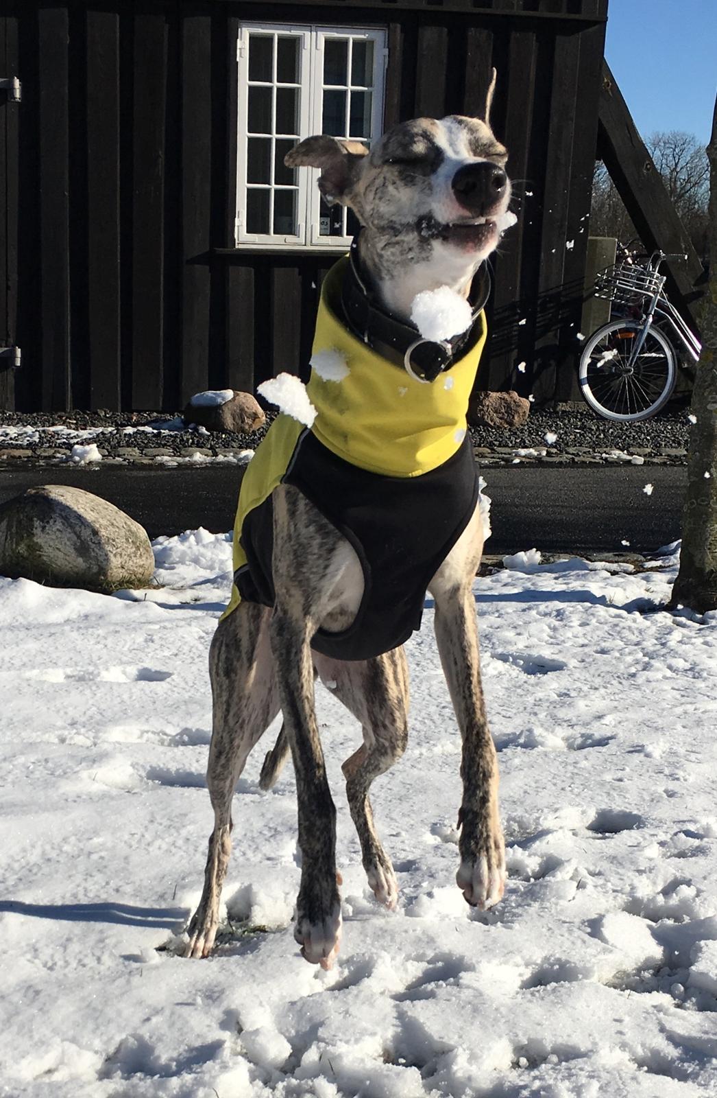 Whippet Peregrinus' Amazing Aston Martin billede 11