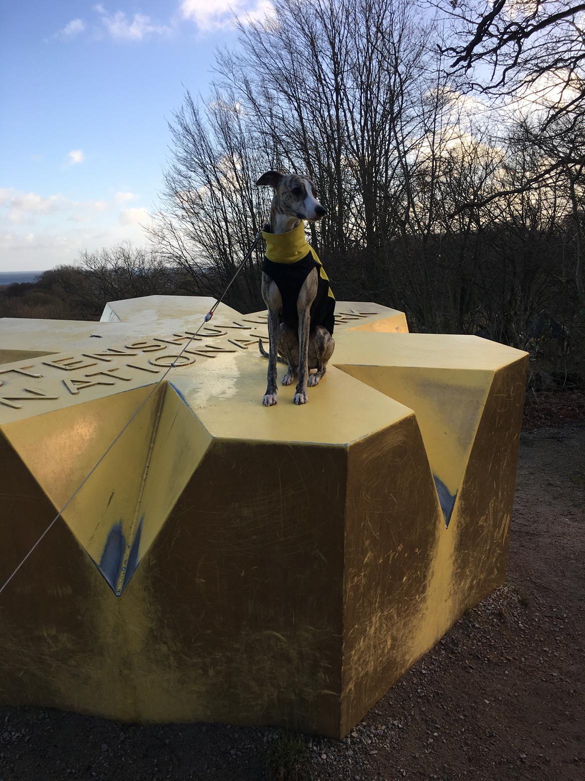 Whippet Peregrinus' Amazing Aston Martin billede 9