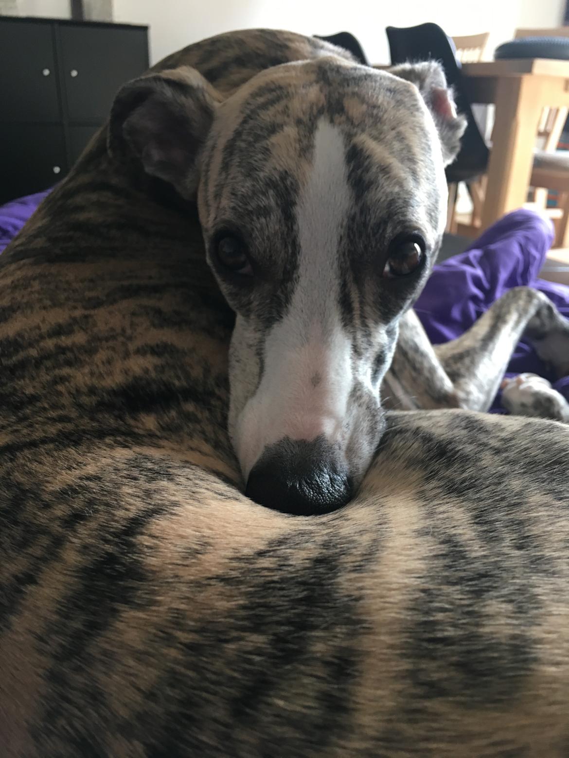 Whippet Peregrinus' Amazing Aston Martin billede 12