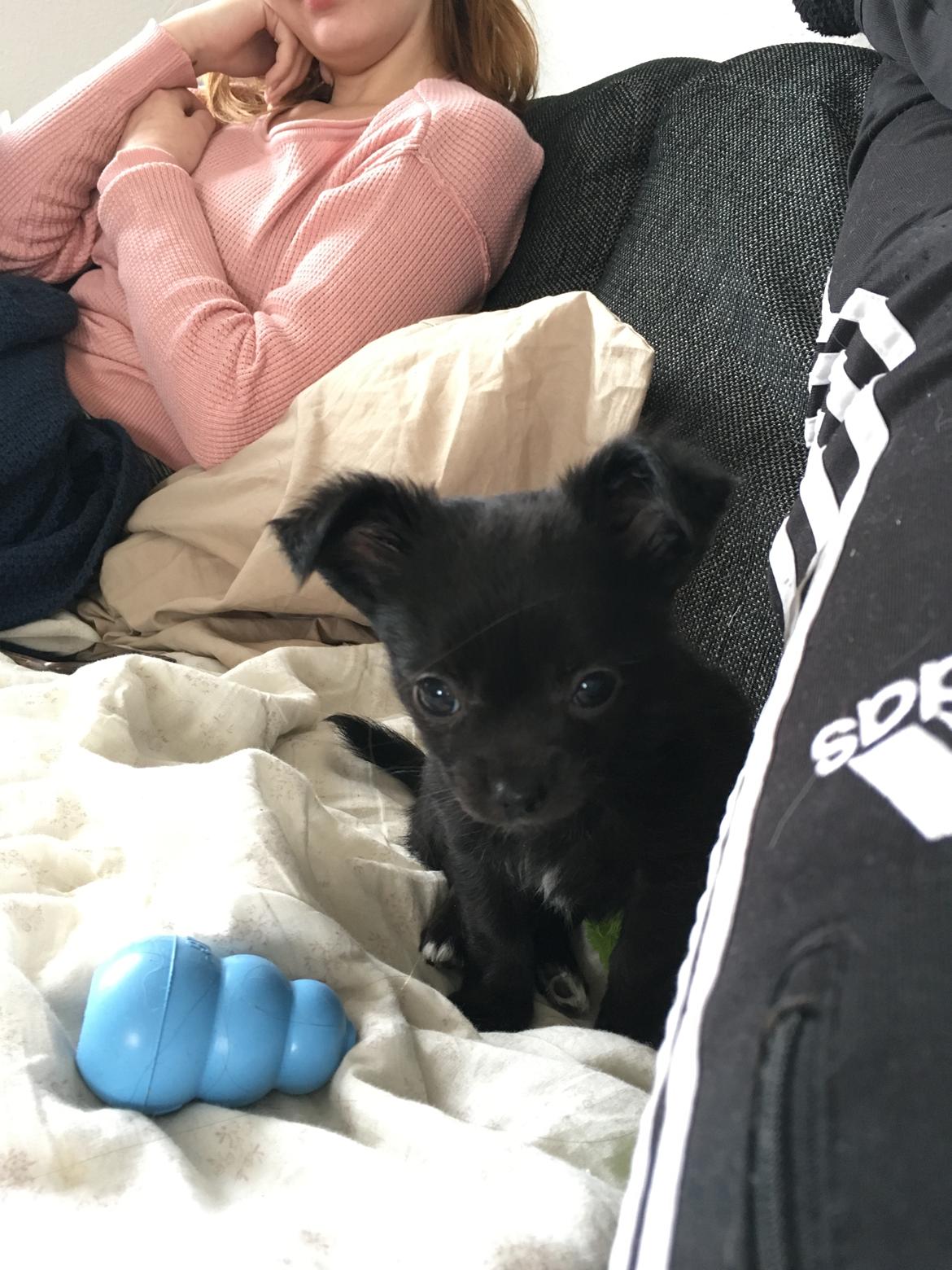 Chihuahua Charlie  billede 1