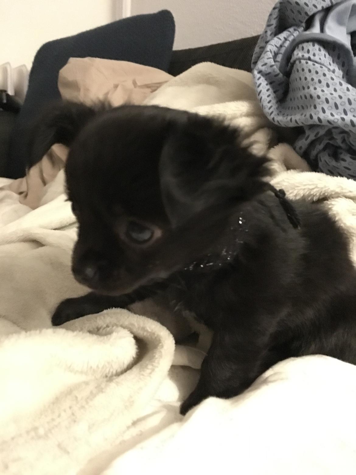 Chihuahua Charlie  billede 3