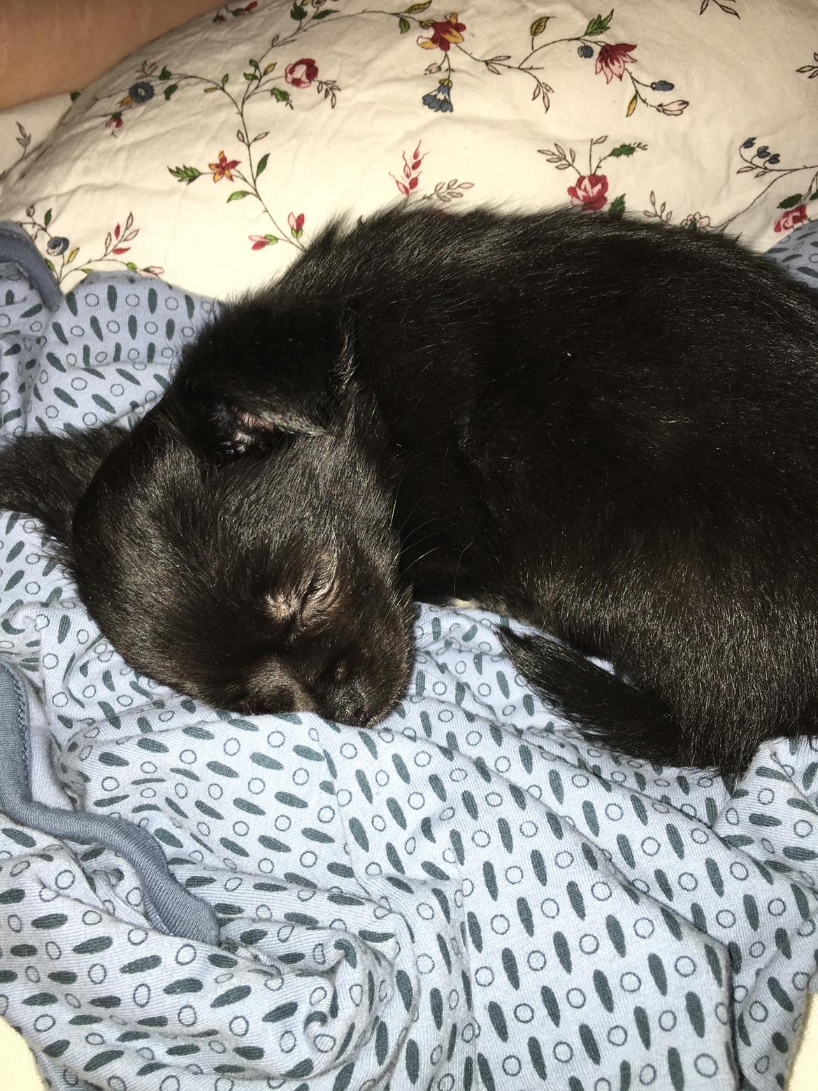 Chihuahua Charlie  billede 4