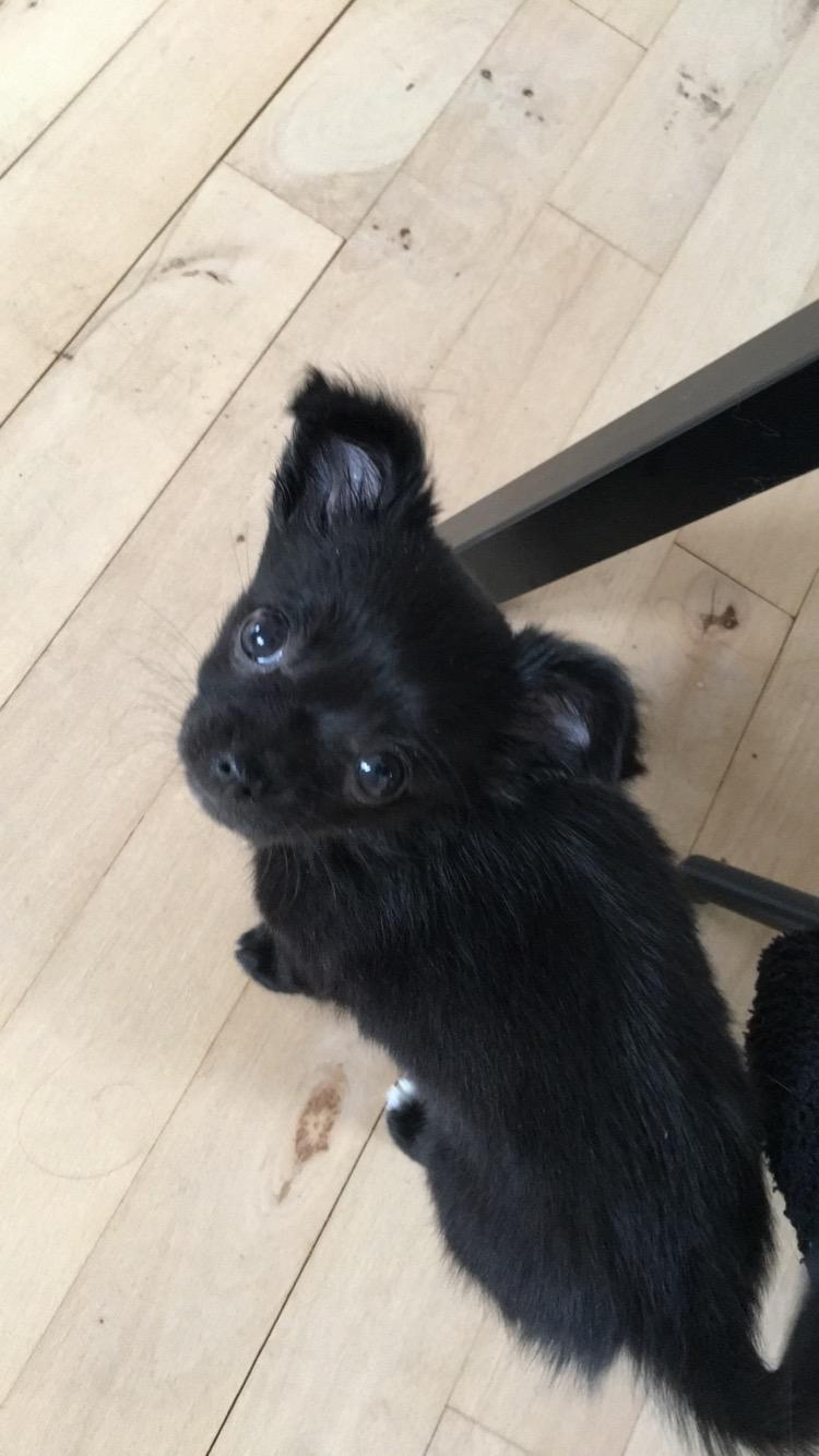 Chihuahua Charlie  billede 2