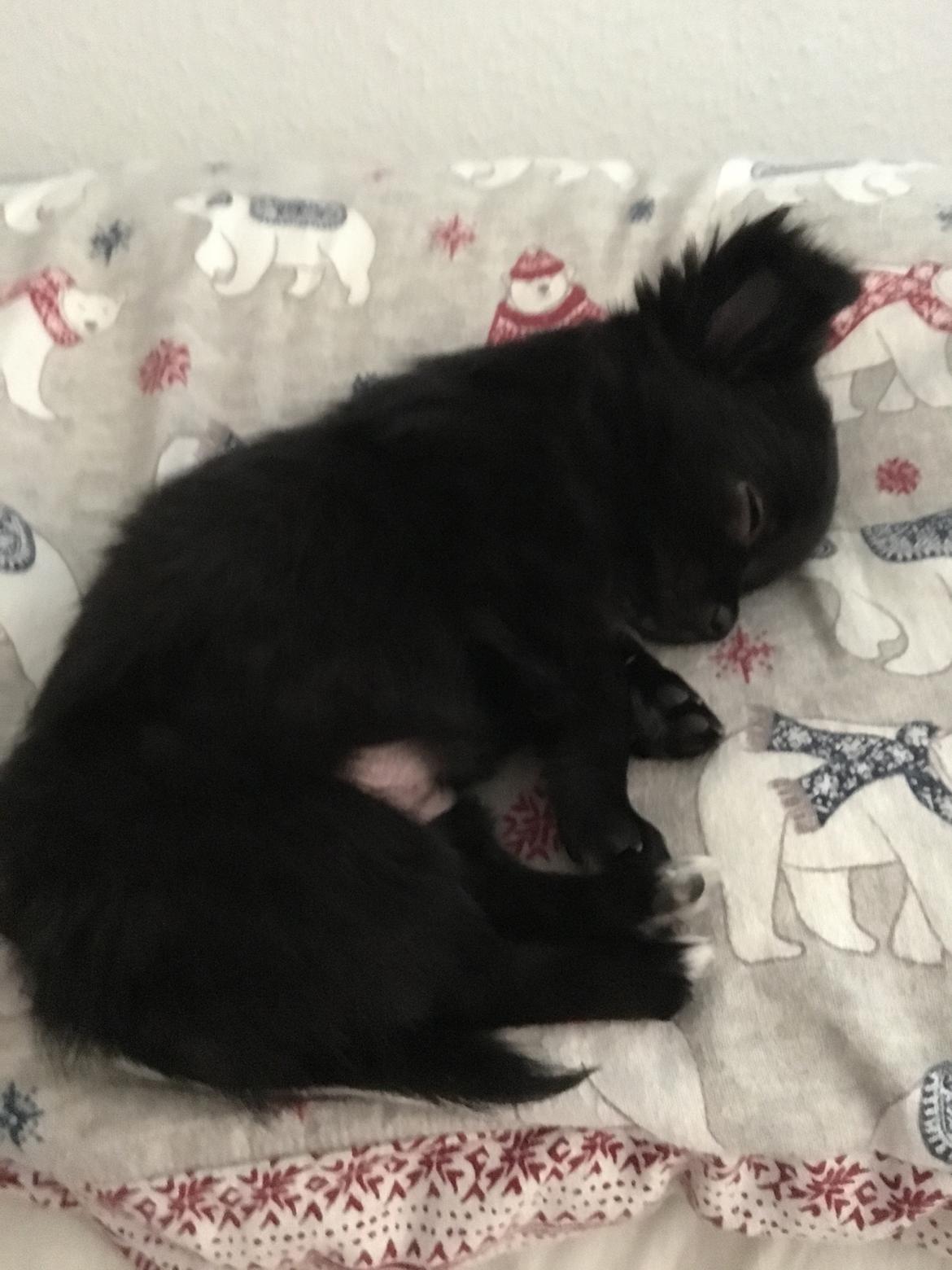 Chihuahua Charlie  billede 5