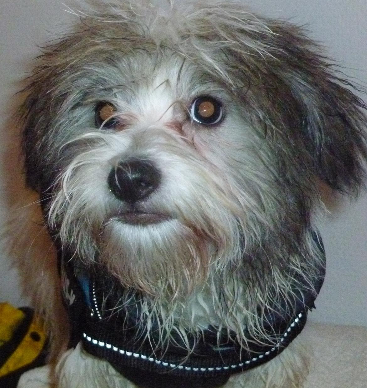 Coton de tulear King billede 30