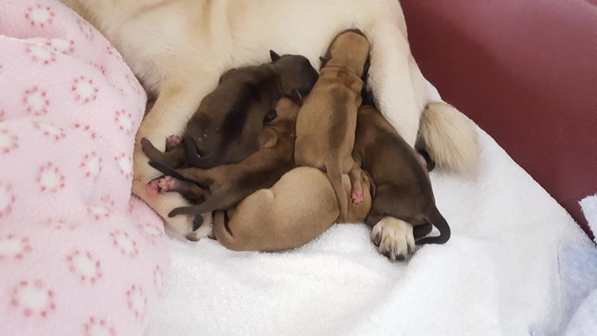 Blanding af racer Transformers Ironhide  billede 1