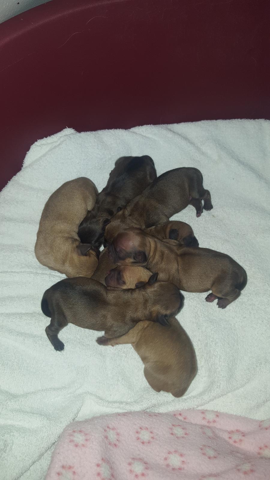 Blanding af racer Transformers Ironhide  billede 2