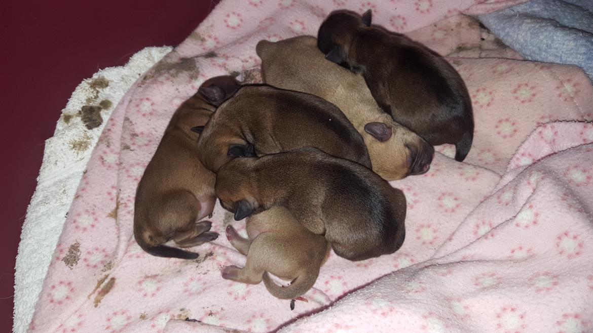 Blanding af racer Transformers Ironhide  billede 3