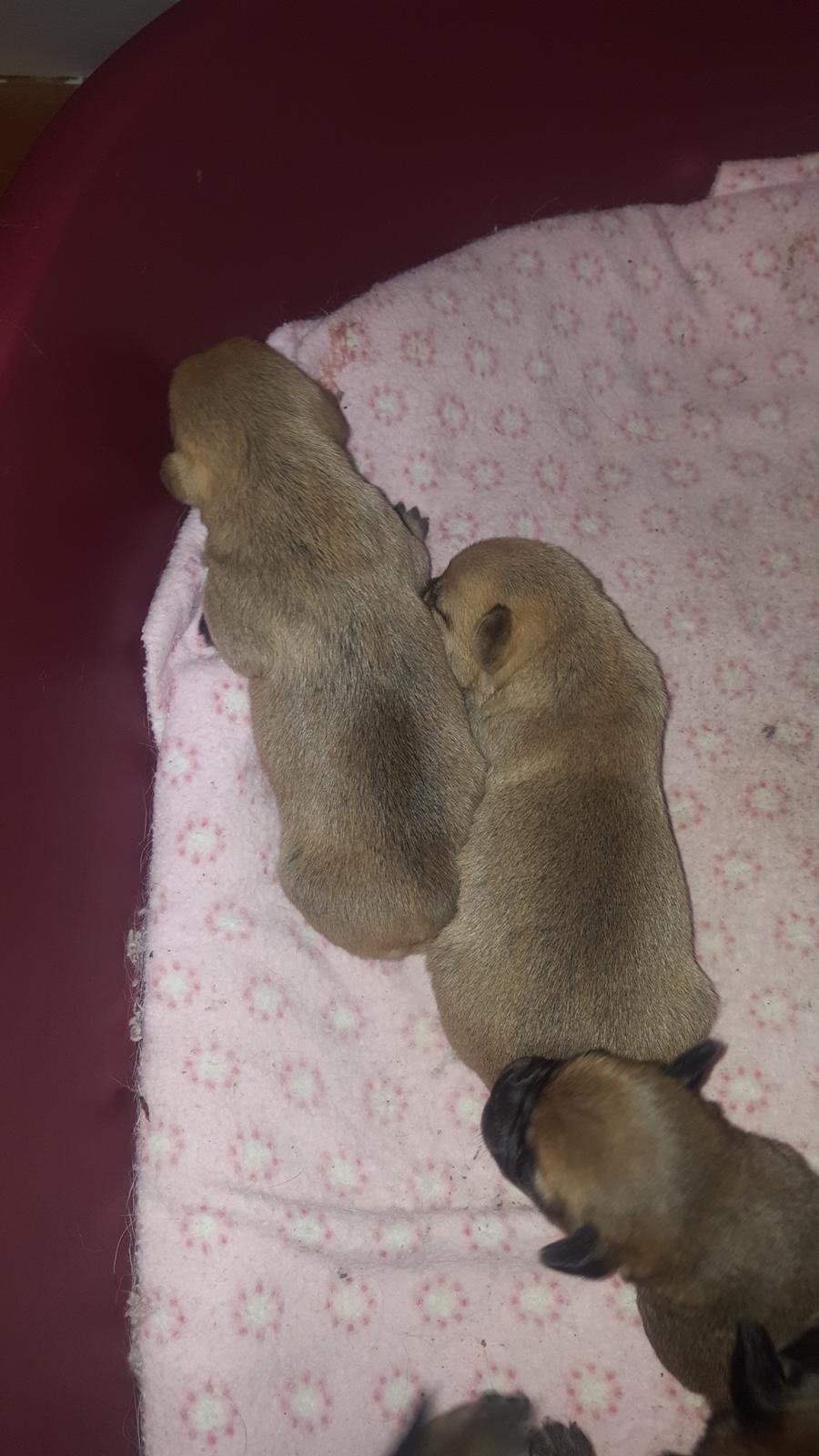 Blanding af racer Transformers Ironhide  billede 5