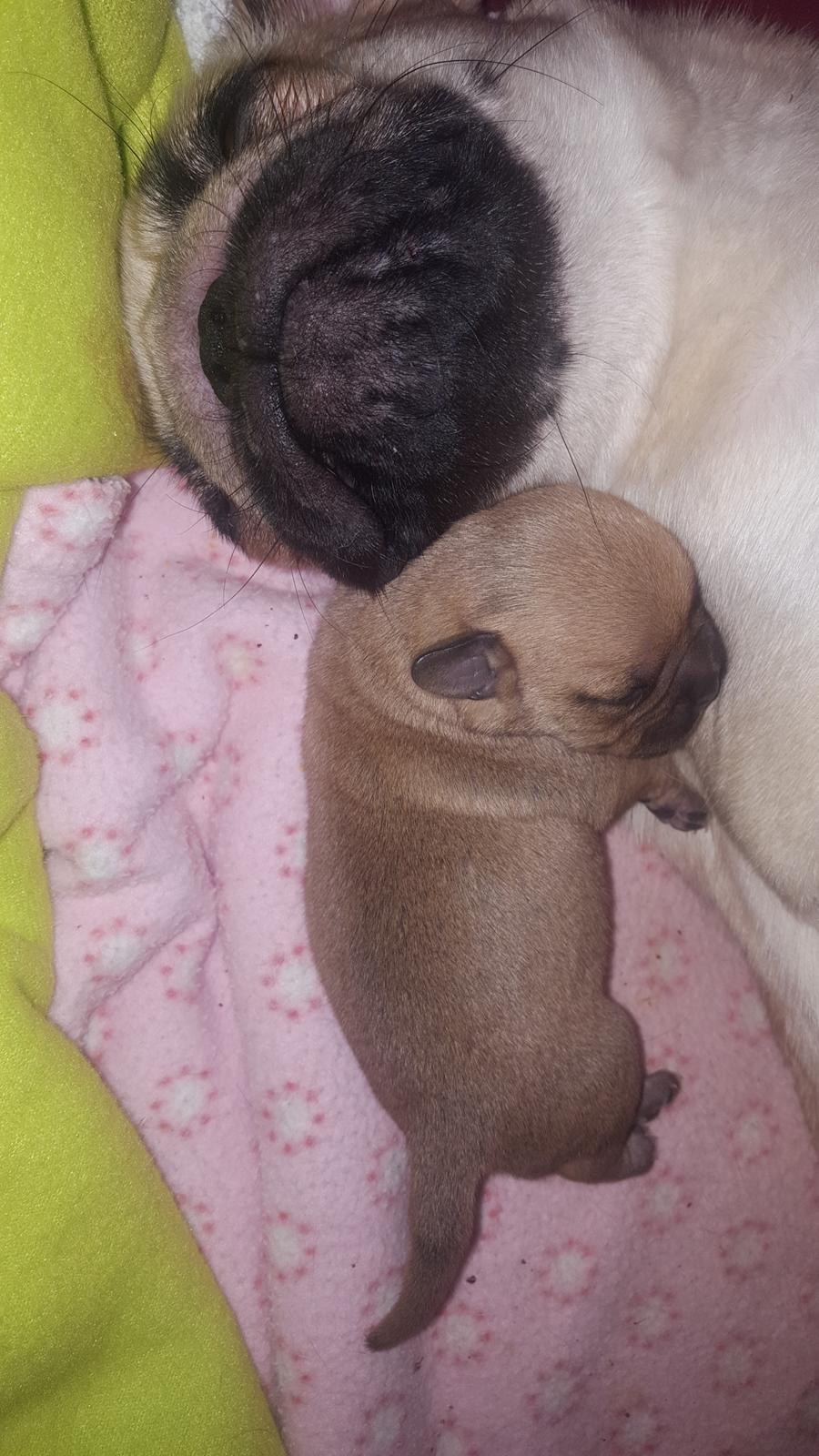 Blanding af racer Transformers Ironhide  billede 6