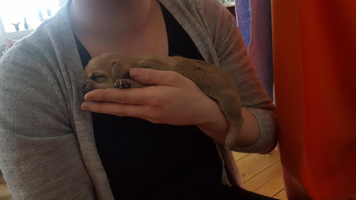 Blanding af racer Transformers Ironhide  billede 7