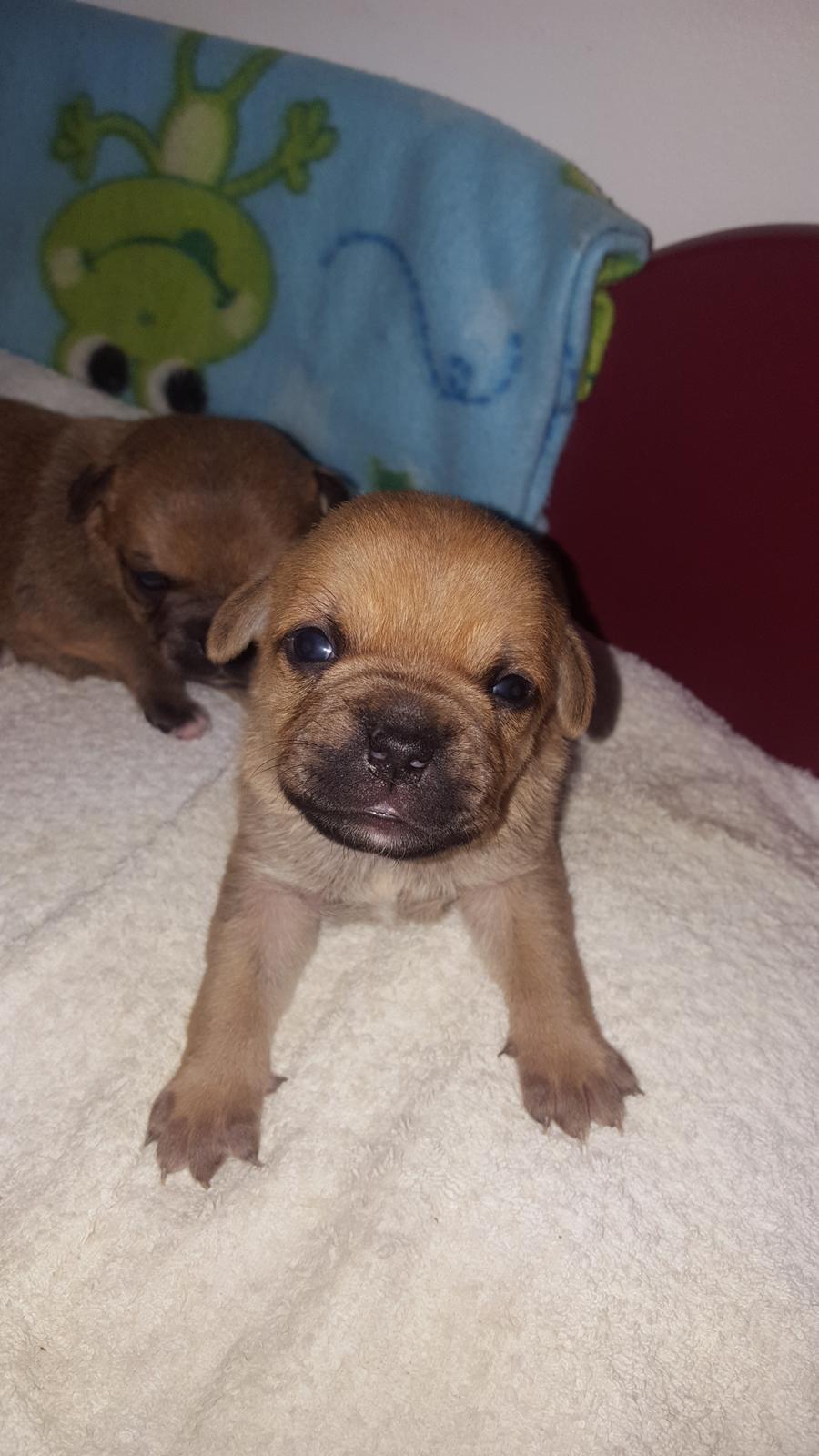 Blanding af racer Transformers Ironhide  billede 8