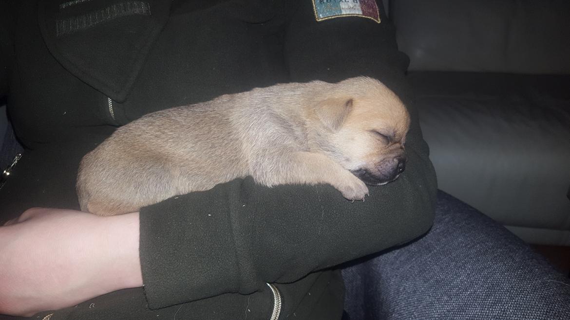 Blanding af racer Transformers Ironhide  billede 10