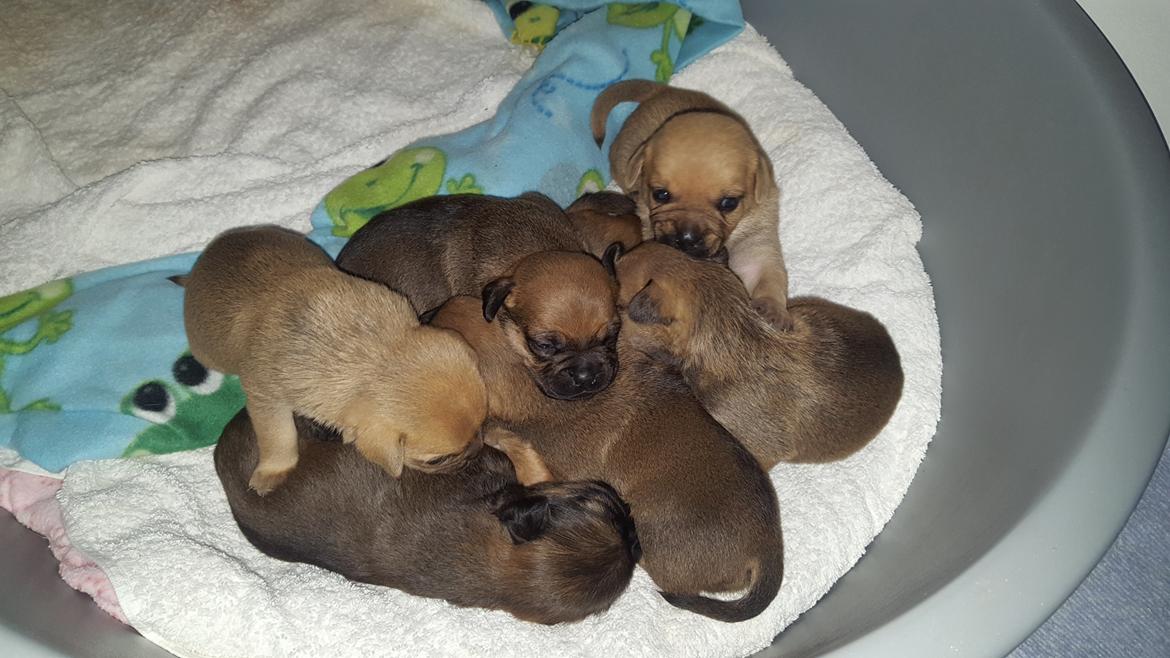 Blanding af racer Transformers Ironhide  billede 11