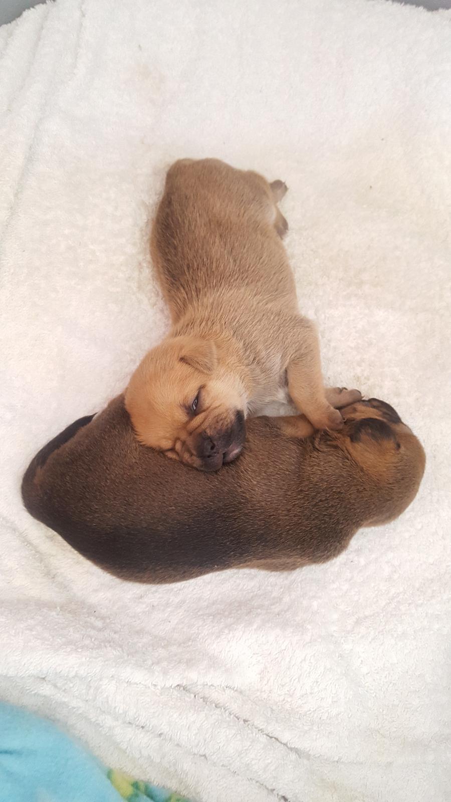 Blanding af racer Transformers Ironhide  billede 12