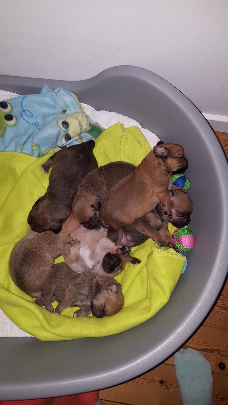 Blanding af racer Transformers Ironhide  billede 13