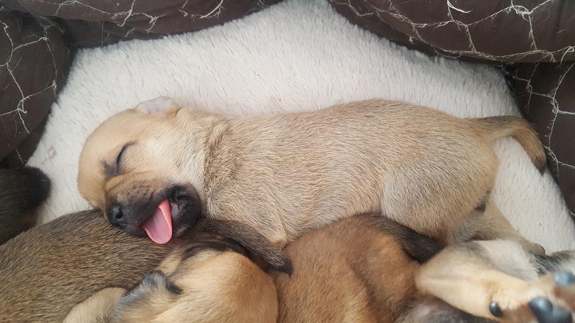 Blanding af racer Transformers Ironhide  billede 14