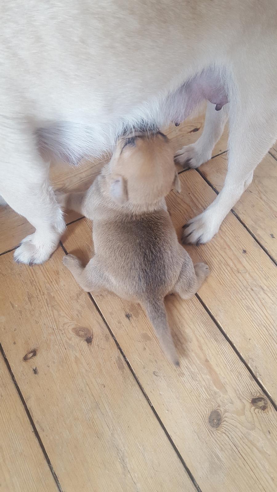 Blanding af racer Transformers Ironhide  billede 15