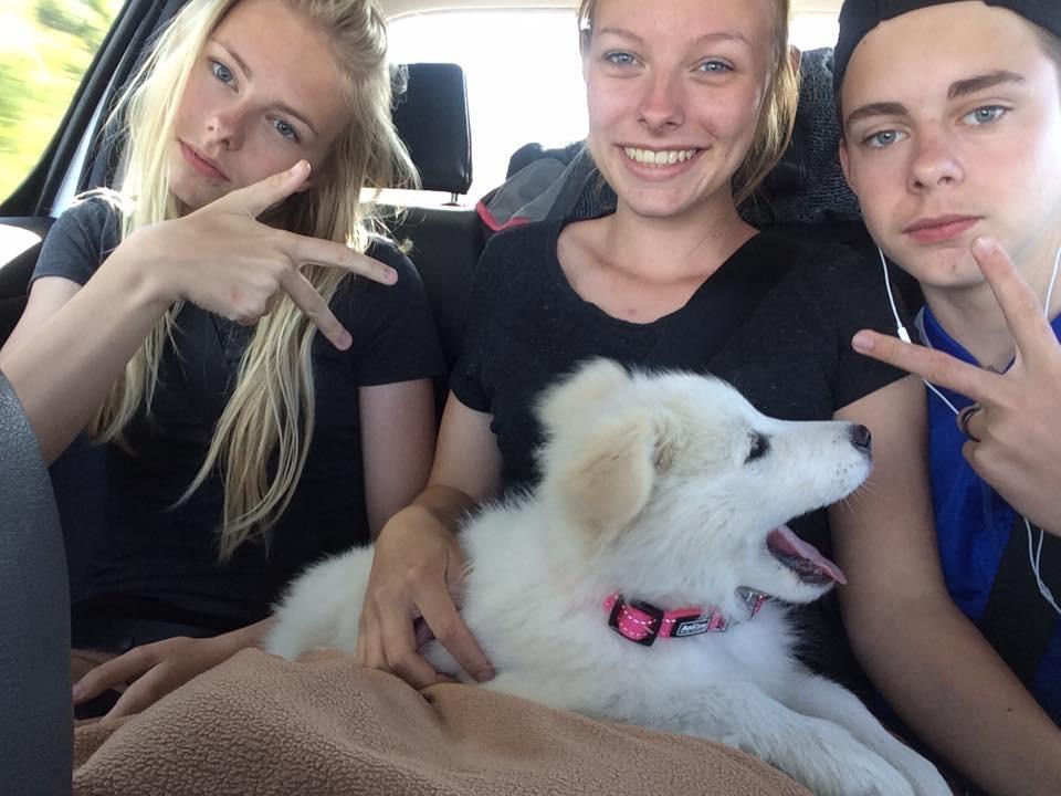 Samojedhund Freja billede 8