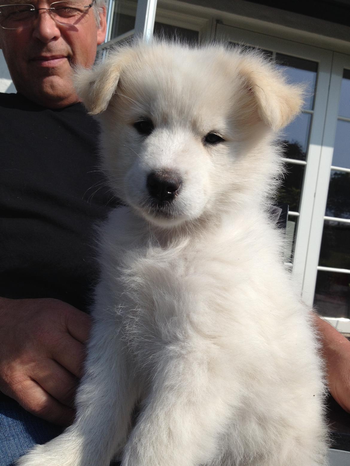 Samojedhund Freja billede 2