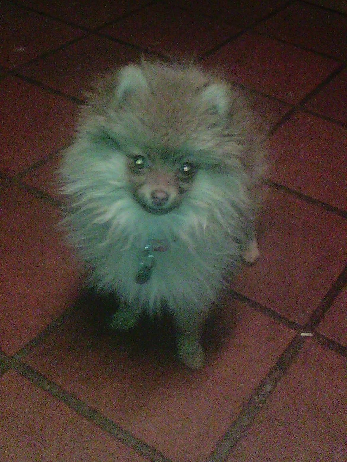 Pomeranian Anes Rødtop billede 7