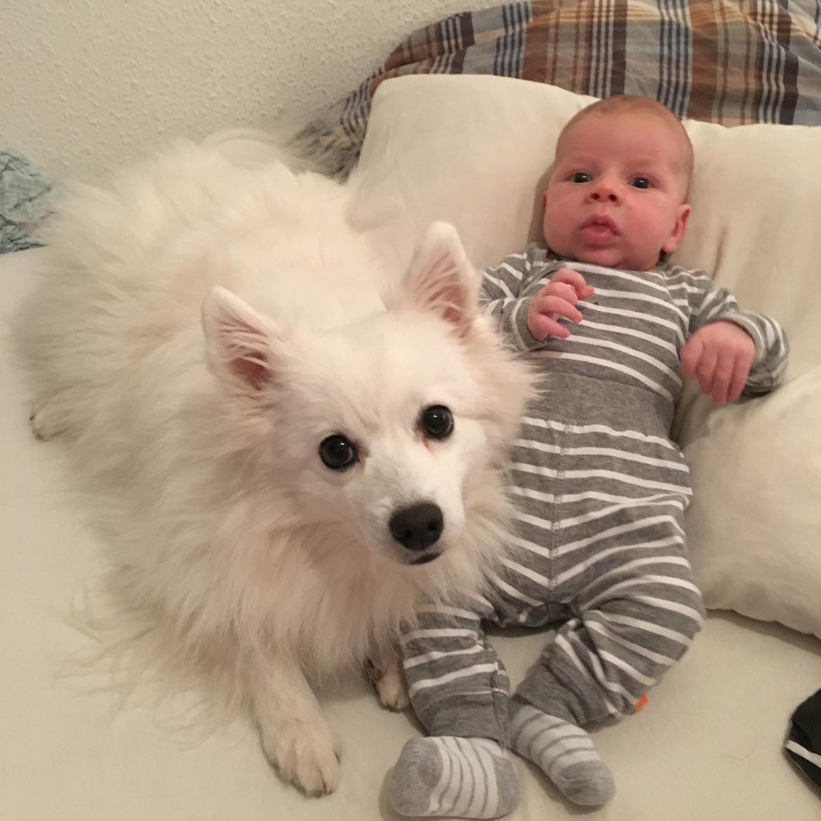 Japansk spids In-yo's Amari Waga Aiko - Dejligt at få en lillebror  billede 22