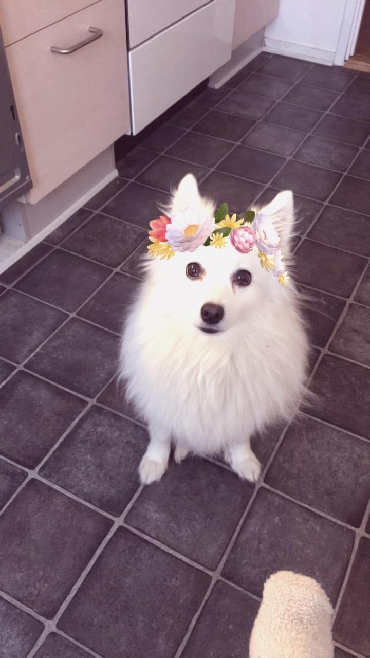 Japansk spids In-yo's Amari Waga Aiko billede 21