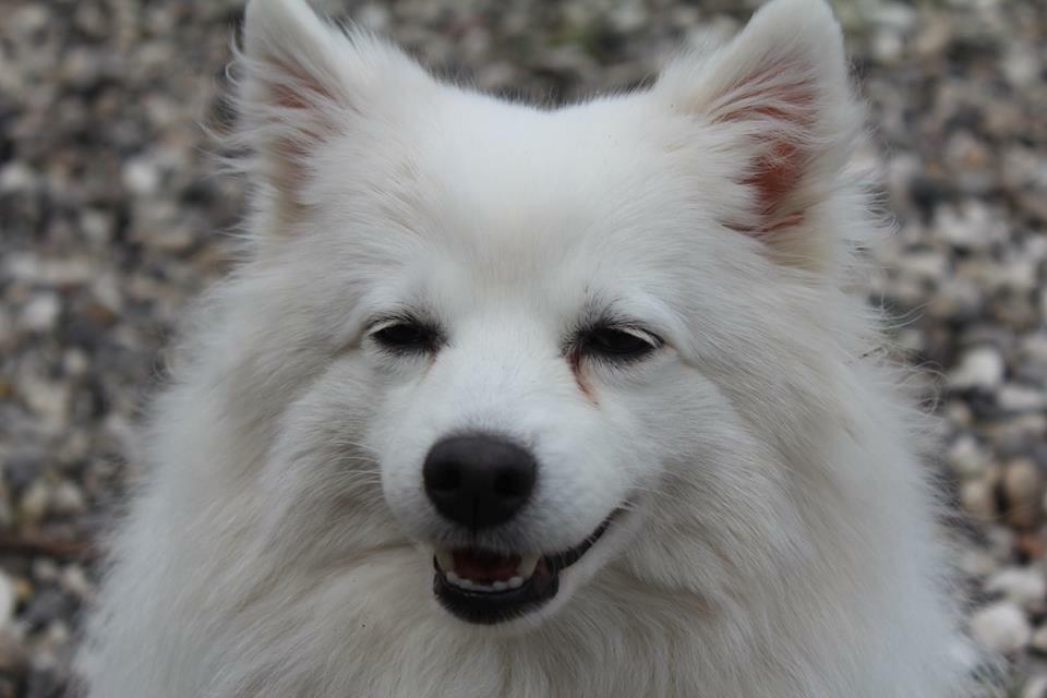 Japansk spids In-yo's Amari Waga Aiko billede 24