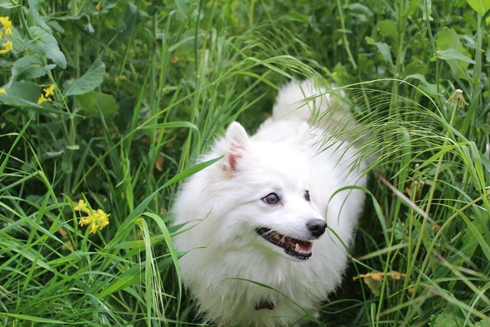 Japansk spids In-yo's Amari Waga Aiko billede 25