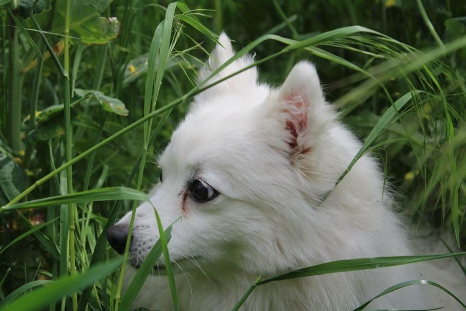 Japansk spids In-yo's Amari Waga Aiko billede 26