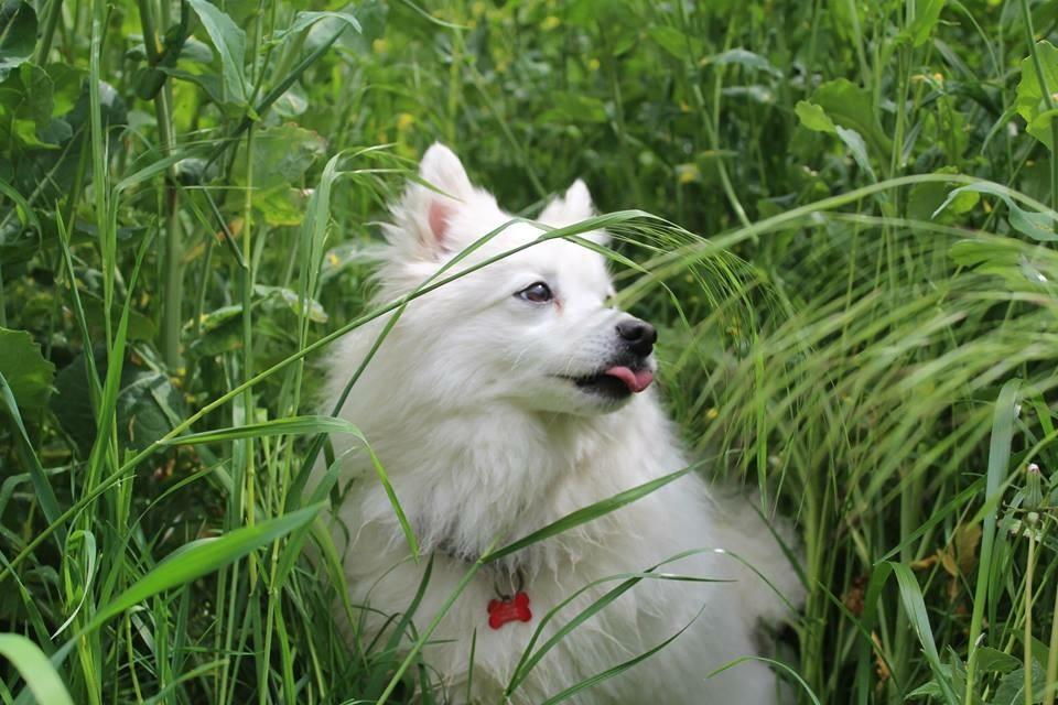 Japansk spids In-yo's Amari Waga Aiko billede 27