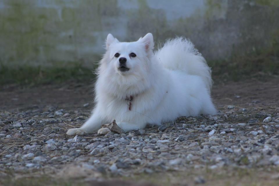 Japansk spids In-yo's Amari Waga Aiko billede 28