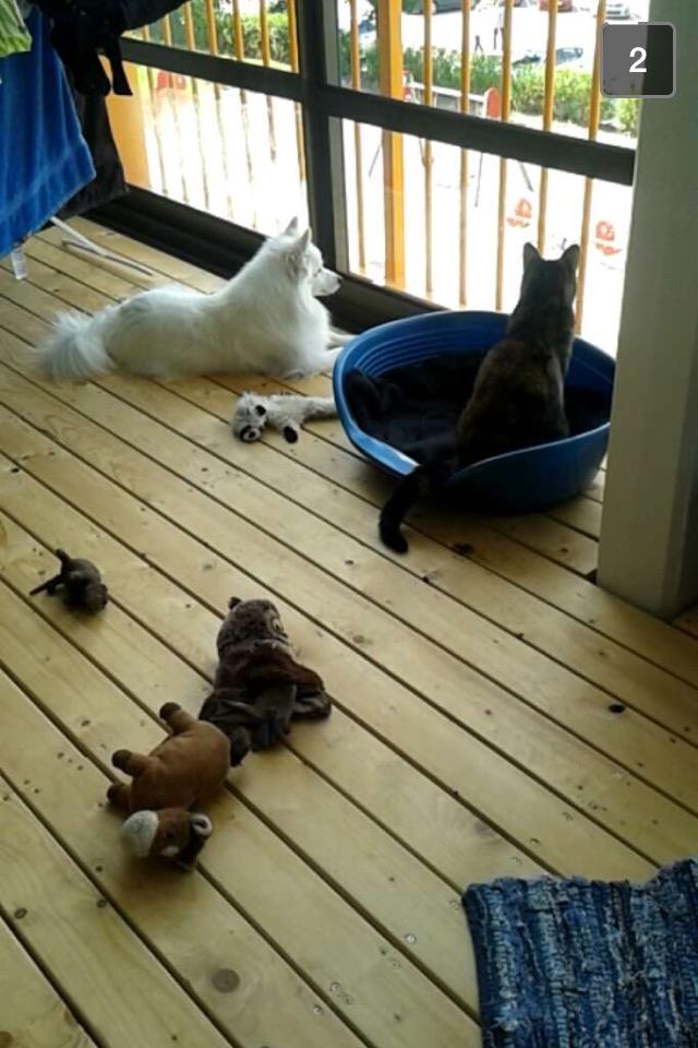 Japansk spids In-yo's Amari Waga Aiko - Aiko med hendes kat  billede 23