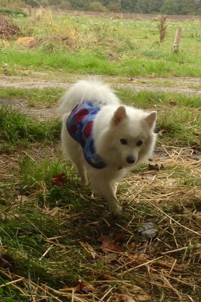 Japansk spids In-yo's Amari Waga Aiko billede 29