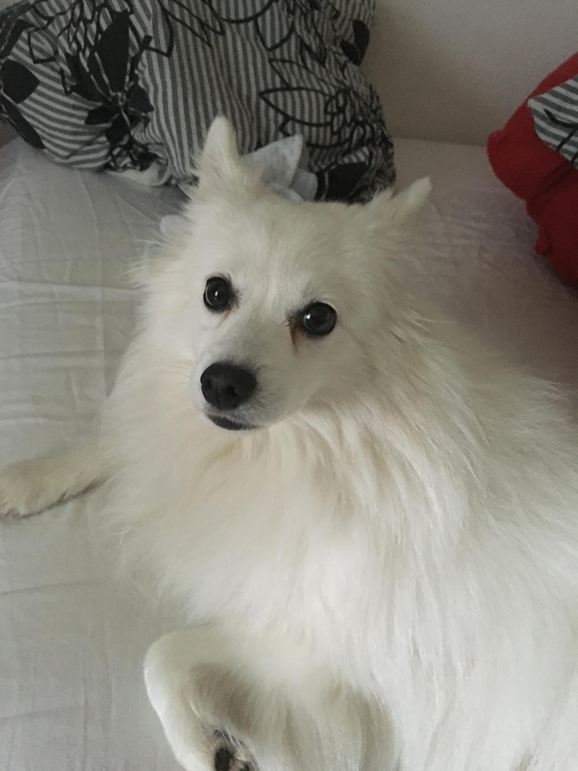 Japansk spids In-yo's Amari Waga Aiko billede 31