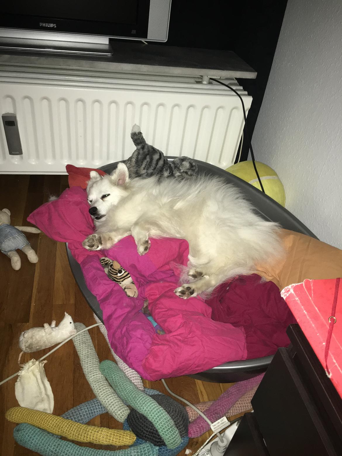 Japansk spids In-yo's Amari Waga Aiko billede 30