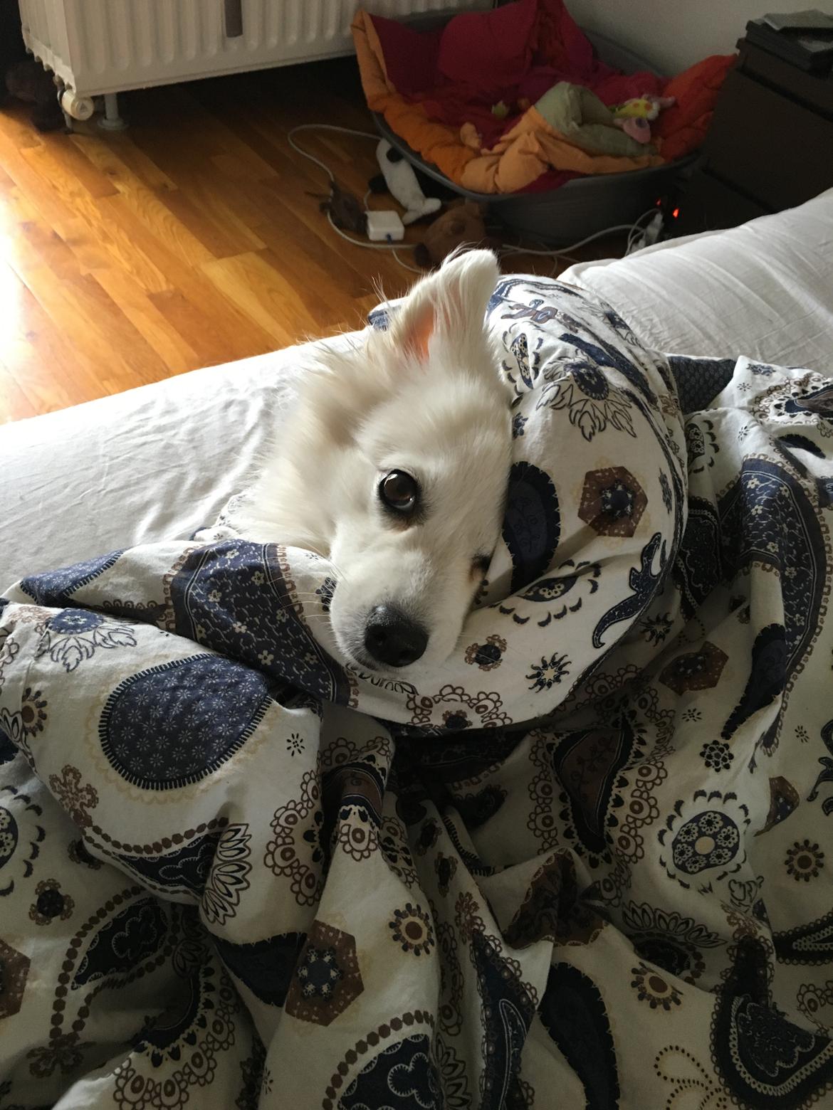 Japansk spids In-yo's Amari Waga Aiko - Aiko står kun op efter 10 billede 33