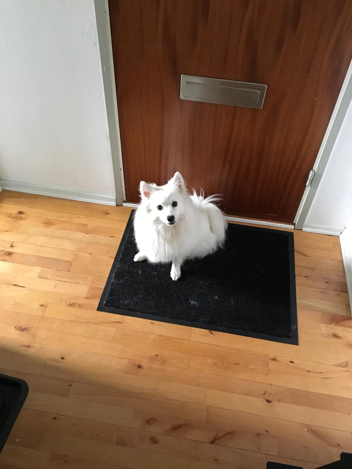 Japansk spids In-yo's Amari Waga Aiko billede 34