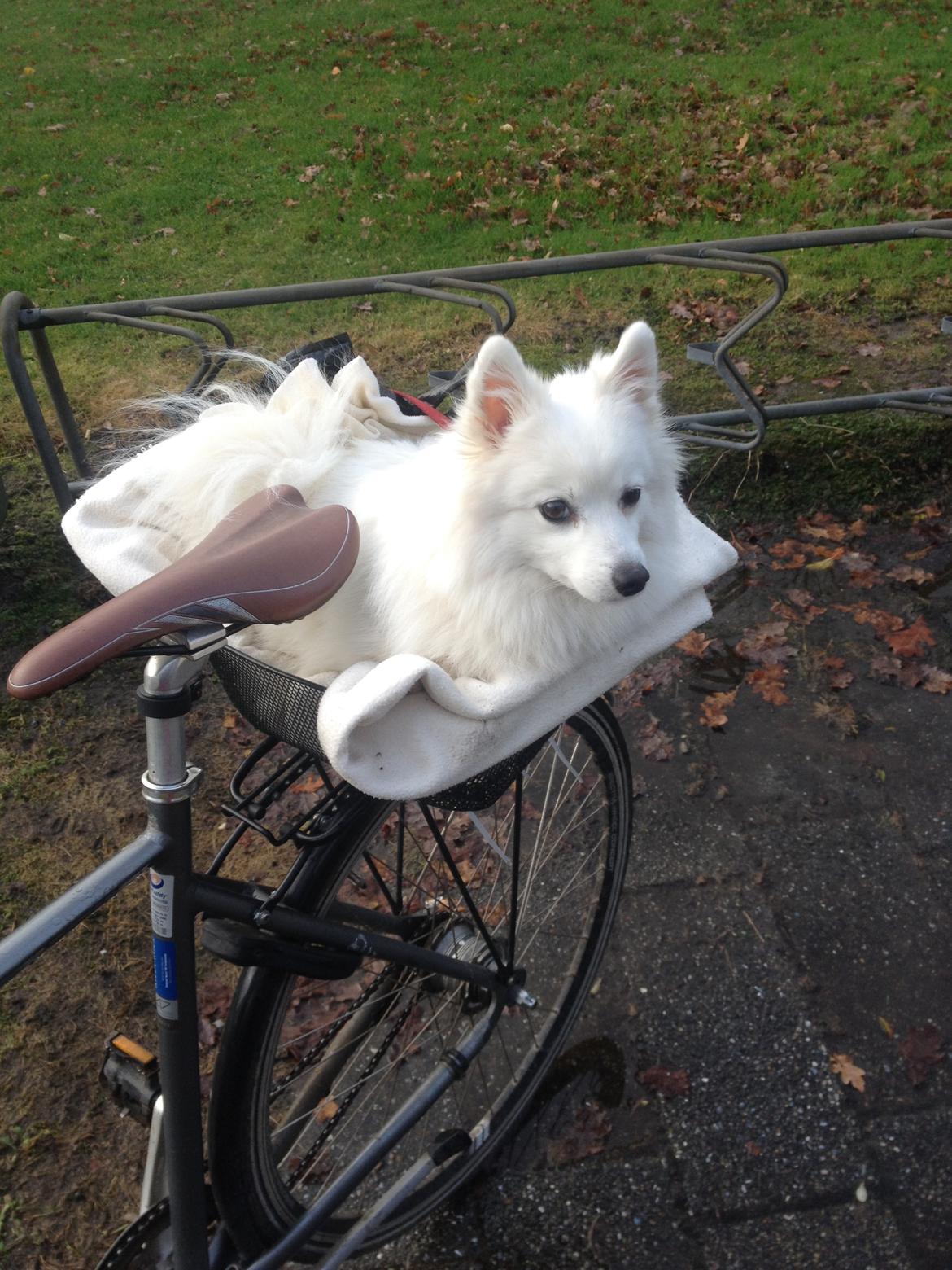 Japansk spids In-yo's Amari Waga Aiko - Så skal der cykles billede 32