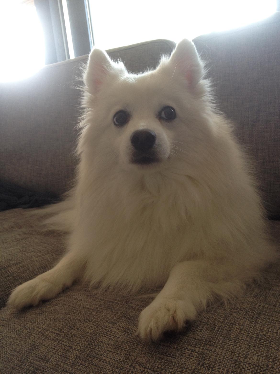 Japansk spids In-yo's Amari Waga Aiko billede 35