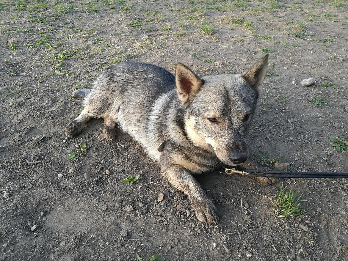 Västgötaspids Fenris - Clasus Njald billede 5