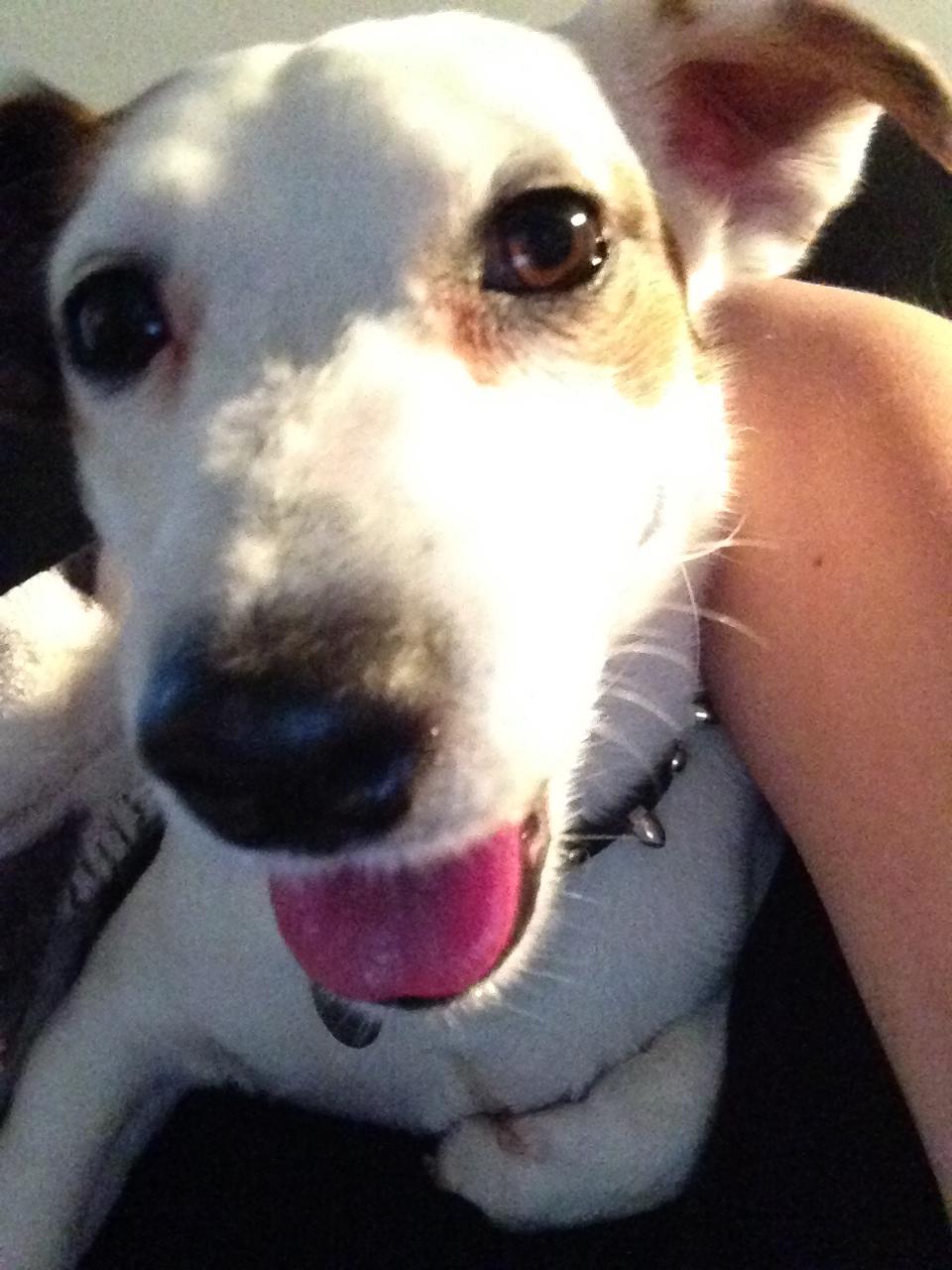 Jack russell terrier Manglekærvejen's Bella <3 billede 3