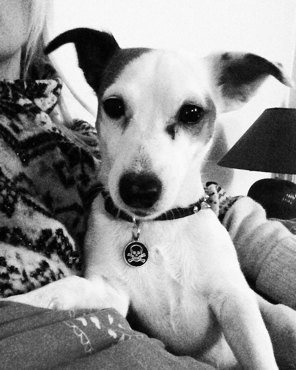 Jack russell terrier Manglekærvejen's Bella <3 billede 1