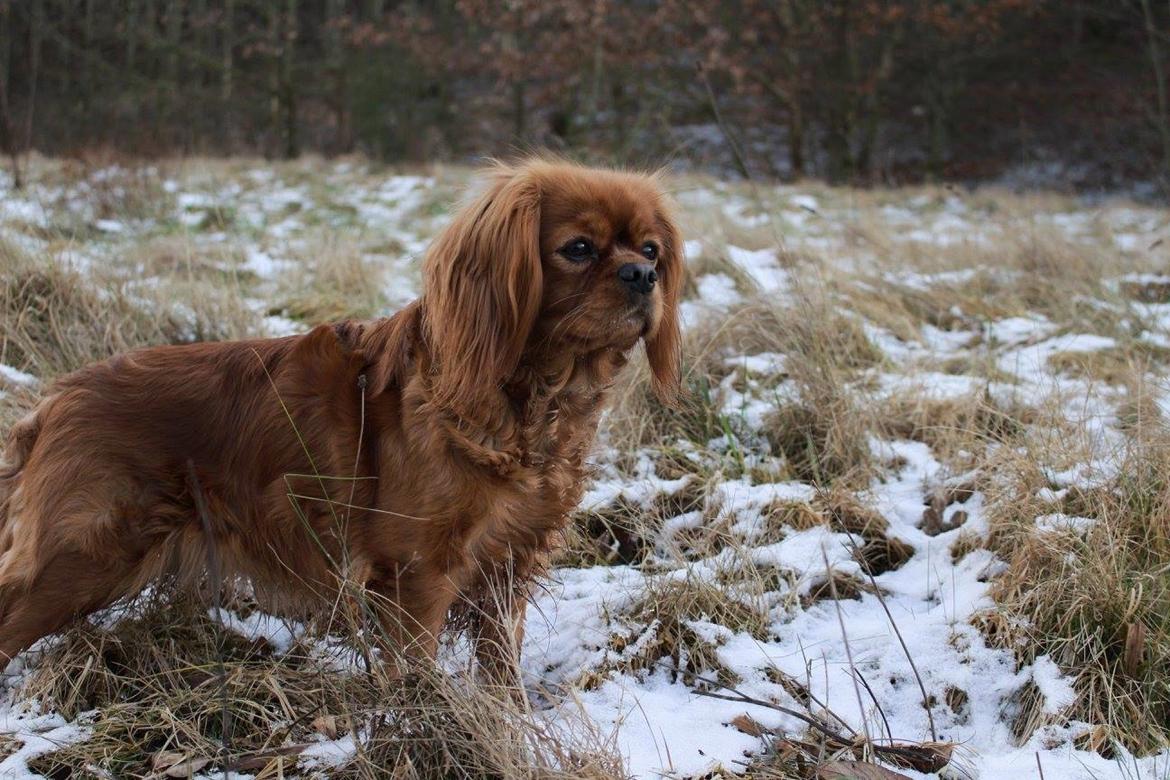 Cavalier king charles spaniel Canidan's Dare me (Maia) - Maia 3,2 år billede 1