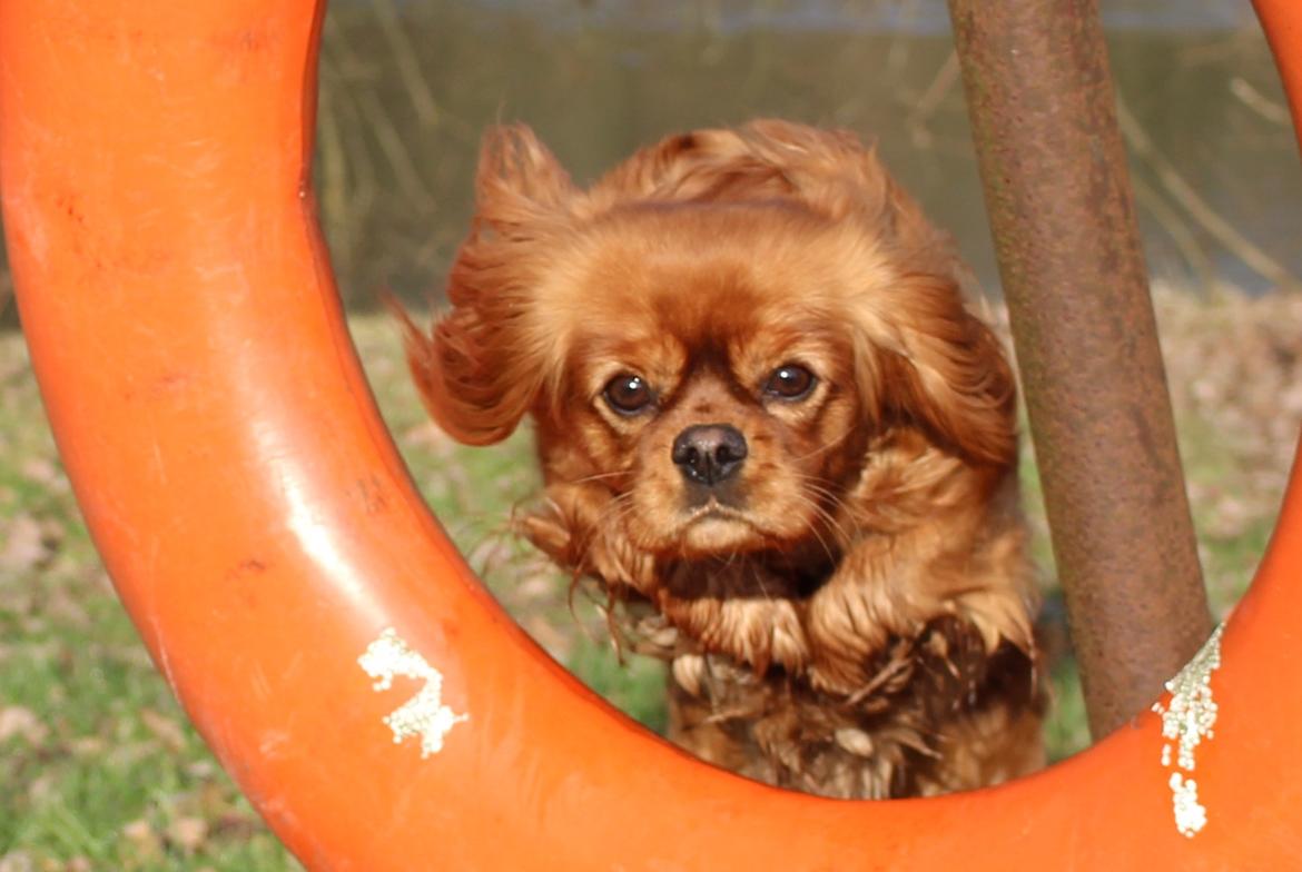 Cavalier king charles spaniel Canidan's Dare me (Maia) billede 30