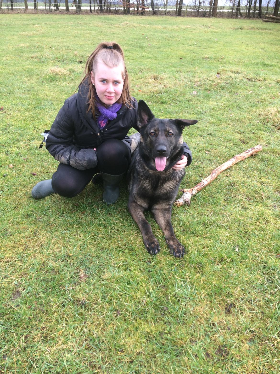 Schæferhund Jackie billede 50